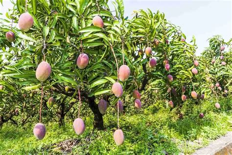 Il mango, coltivazione e caratteristiche dell'albero.